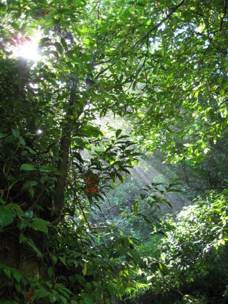 Tropic Forest: Morning sun in a tropic forest