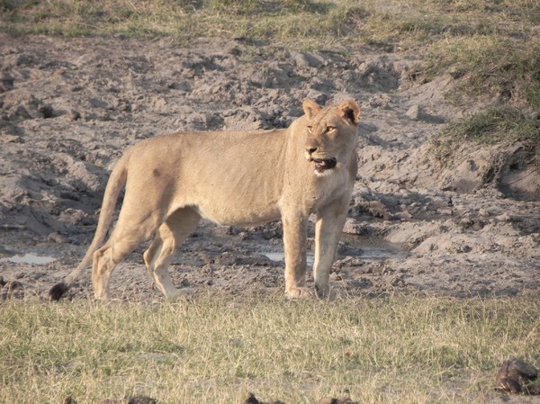 lion in botswana