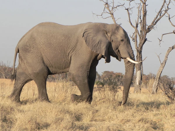 elephants in Botswana