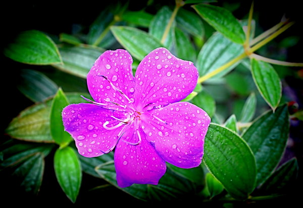 Flower With Raindrops