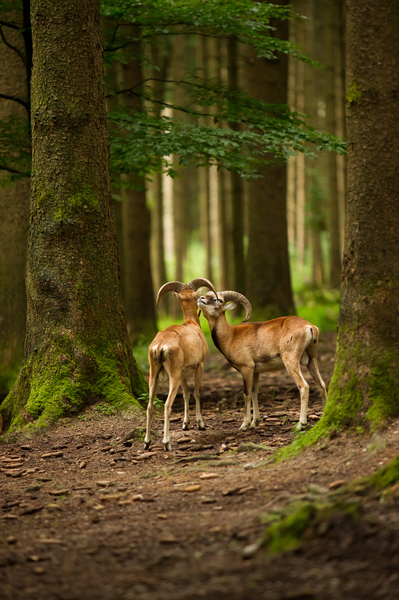 mouflon rams in forest: a wonderful moment: on a rainy summer day I was walking through the deep green forest, and than suddenly I saw these two mouflon rams caressing each other...