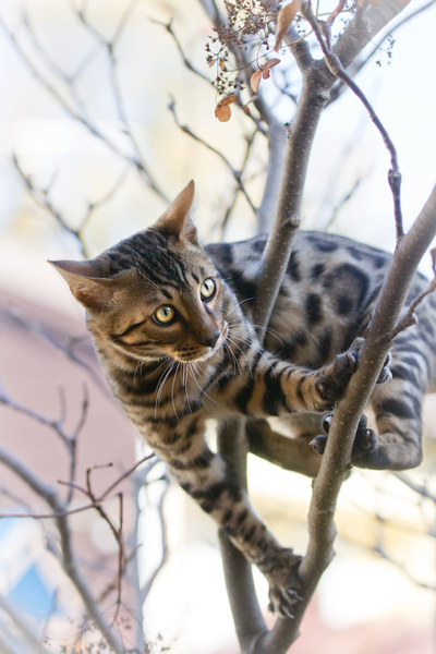 Bengal Kitten climbing on Tree