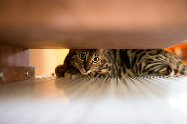 Bengal Cat under Cupboard