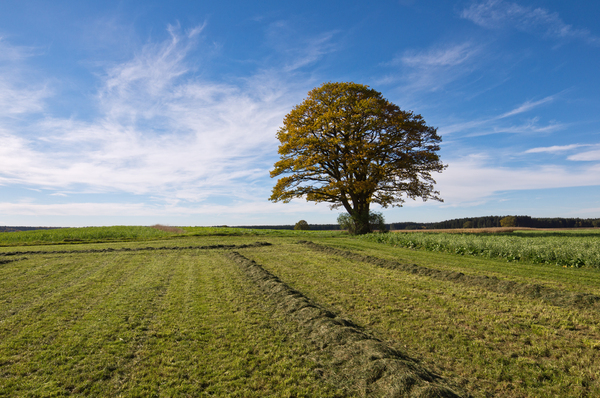 Single Oak Tree in Fields