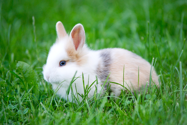 Baby Rabbit - blue Eyes: Baby Rabbit with blue Eye looking through Grass