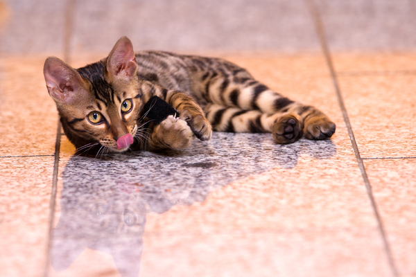Bengal Kitten lying on Floor p