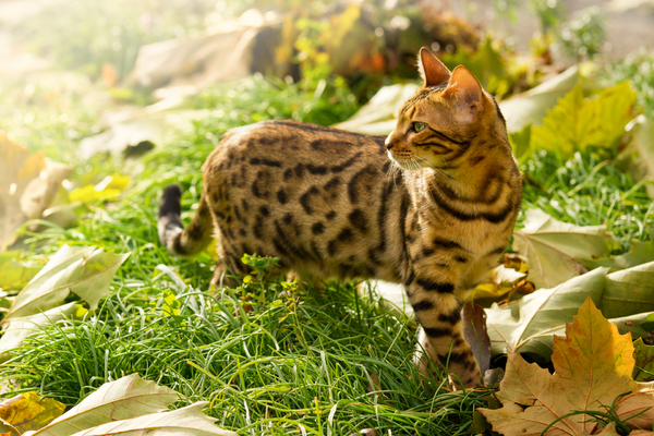 Bengal Cat playing in Garden