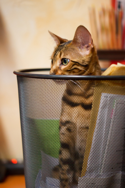 Bengal Cat plying in Recycle B
