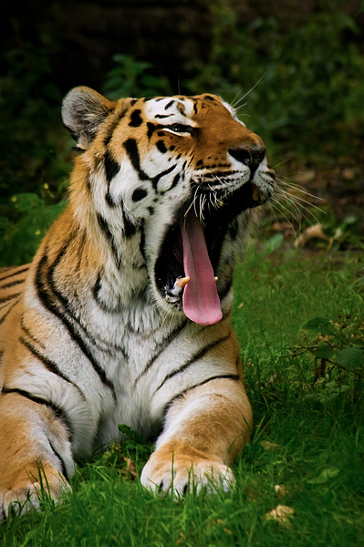 Tiger yawning: Yawning Siberian Tiger
