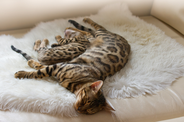 Bengal Cat and Kitten sleeping