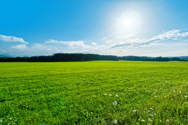Green Field Landscape: Green Field Landscape near Forest, blue Sky