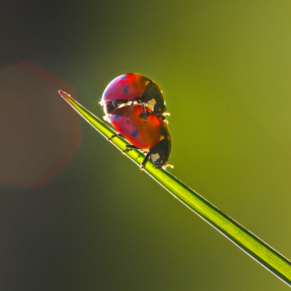 Ladybug Love: Couple of Ladybugs making Love on Spring Grass