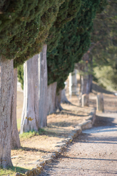 Cypress Trees in a Row