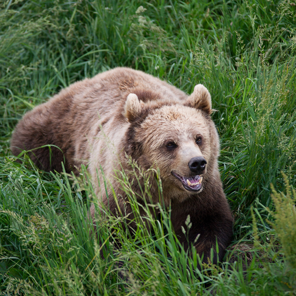 Angry Brown Bear in Grass