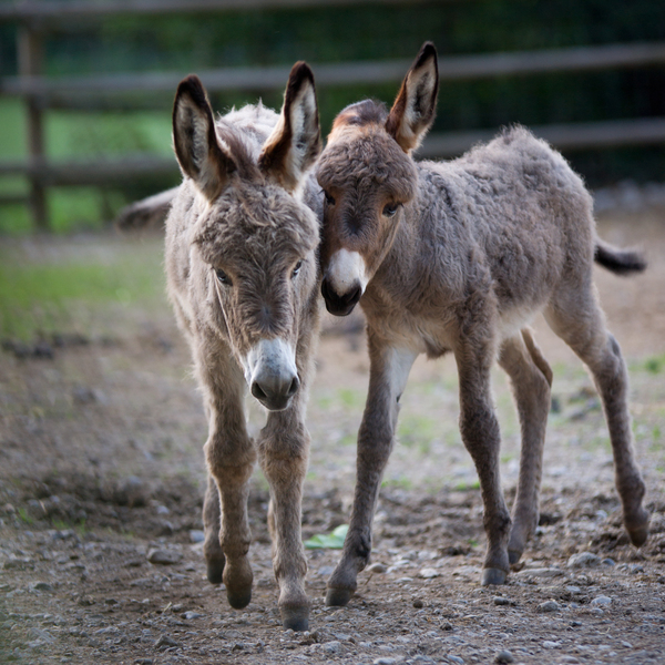 Donkey Foals: Young Donkeys