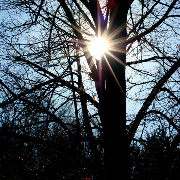 Sunburst in Tree