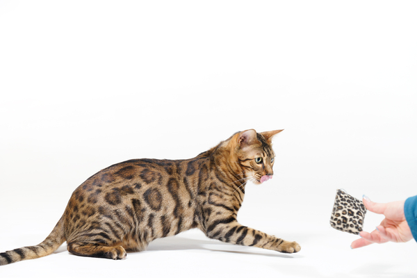 Bengal Cat playing with small : Bengal Cat playing with very small Cuddle Pillow on white Background
