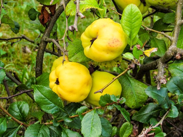 quince - chaenomeles