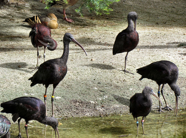 glossy ibises2