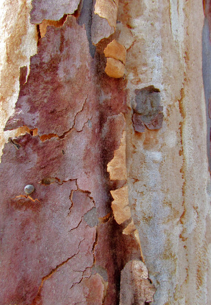 peeling bark textures4