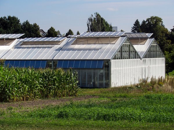 glass houses and fields: glass houses and fields