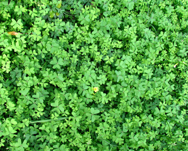 groundcover greenery1