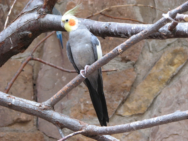 Grey Cockatiel Bird