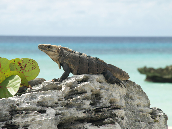 iguana: iguana