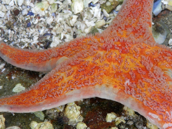 orange starfish: no description