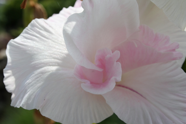 white rose lily: no description