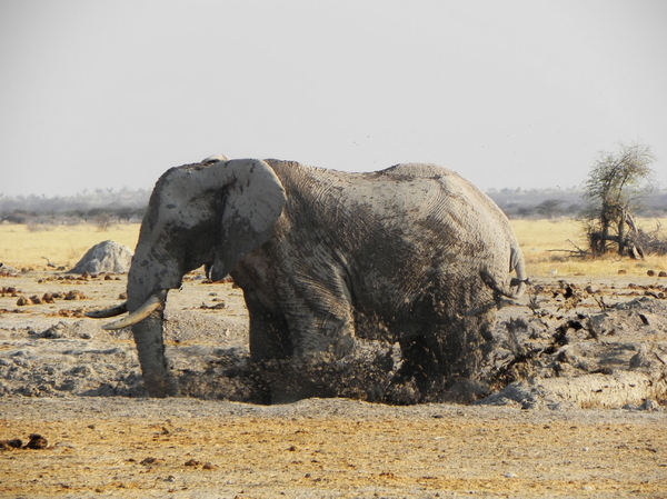 elephant in mud