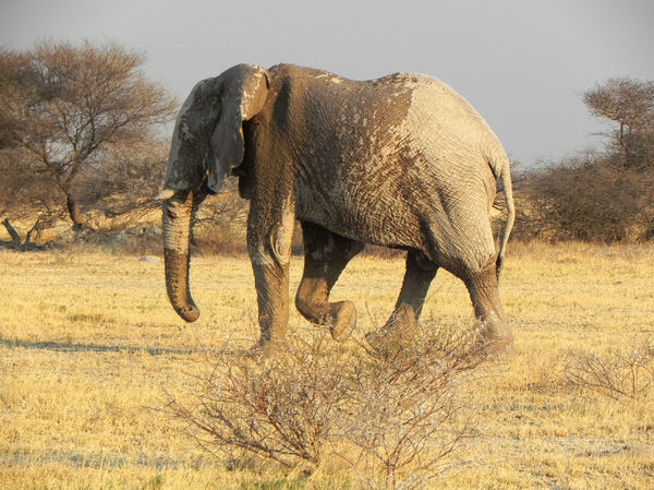 elephant in mud