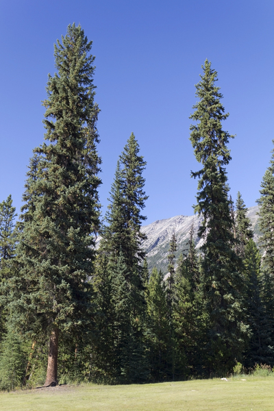 Tall conifers
