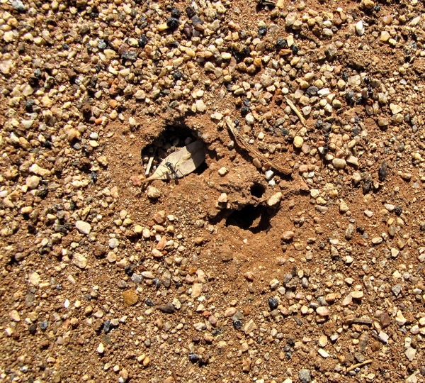 ant crater3