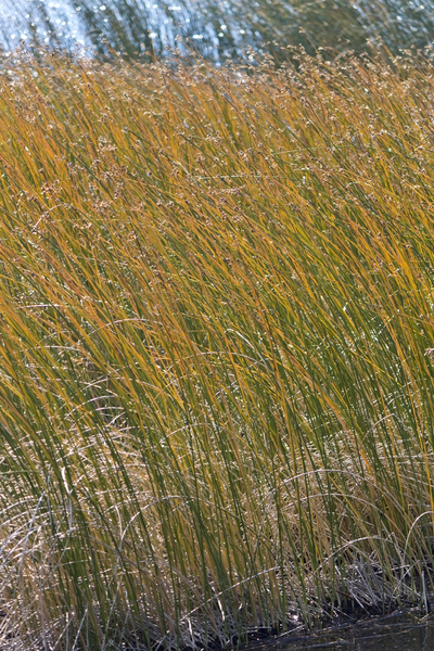 Lakeside reeds