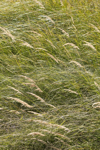 Reeds in summer