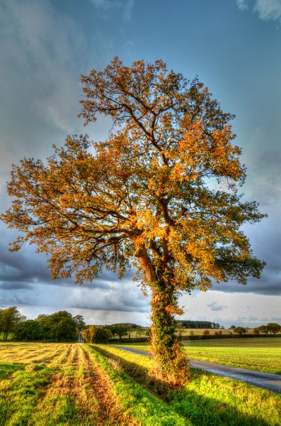 Autumn oak tree