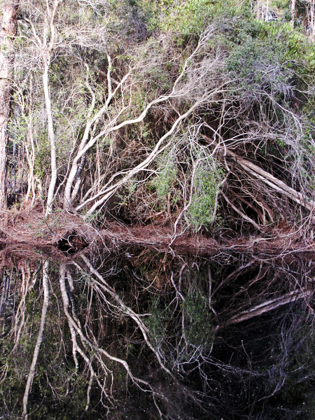 Swamp Reflected