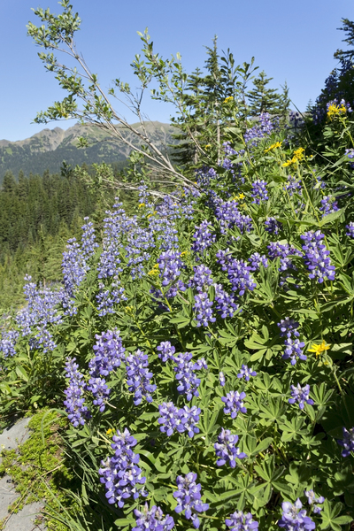Wild mountain flowers