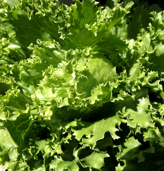fresh garden lettuce1
