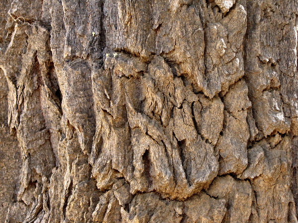 corkwood tree2