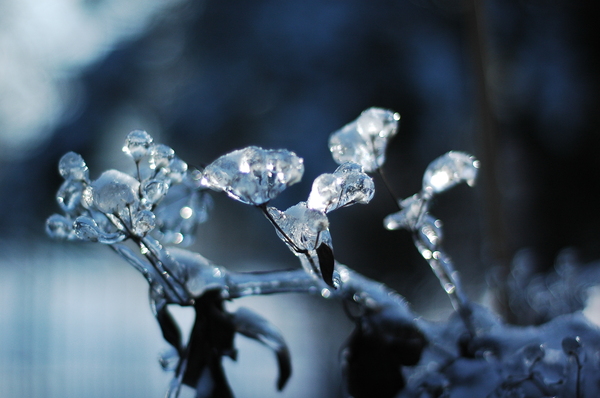 winter: Still life covered in ice.