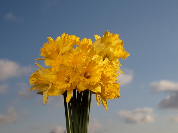 Easter daffodil bouquet