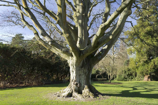 Beech tree in winter: An ancient beech (Fagus) tree in a garden in England in winter.
