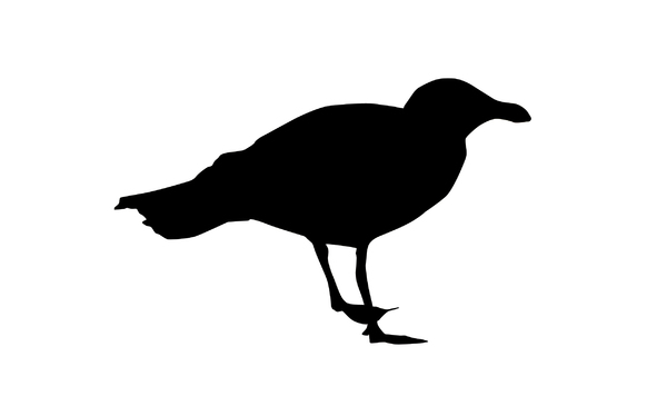 Seagull: A silhouette of an animal.