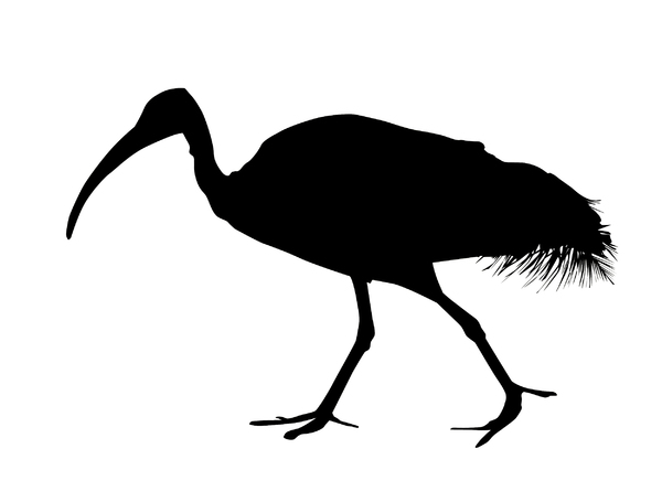 Ibis: A silhouette of an animal.