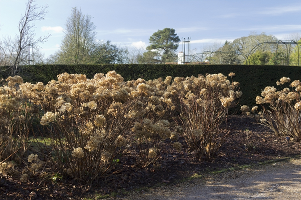 Winter foliage: Dry finished hydrangea flowerheads in a garden in West Sussex, England, in winter.
