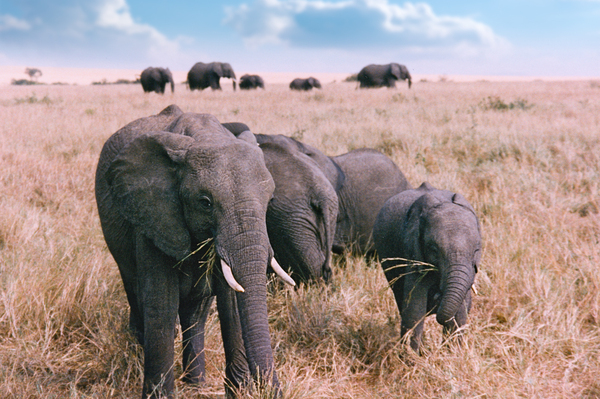 Elephant Family: Elephant Family in Masai Mara, Kenya, Africa. Old Photo from 1995.