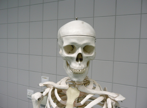 Skeleton: Head and shoulders of a skeleton model