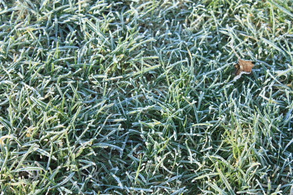 Frosty winter grass in sunshin